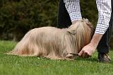 BROSSAGE - LHASSA APSO  023